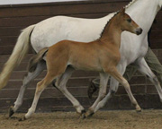 Siegerhengstfohlen Deutsches Reitpony v. Cockmoor Brenin Ebrill ad Marja.